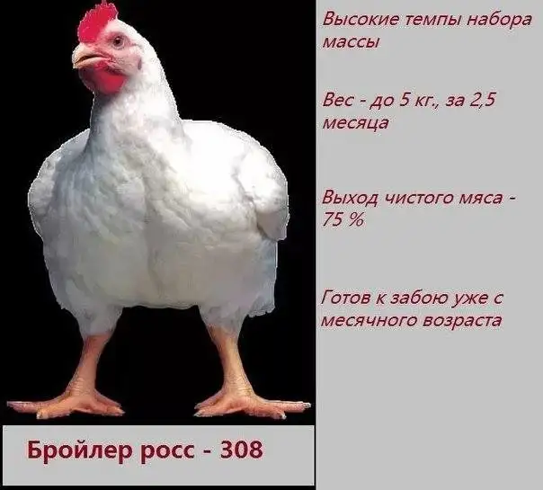 Продажа цыплят бройлеров ROSS 308 - Птицы (Животные) в Самара