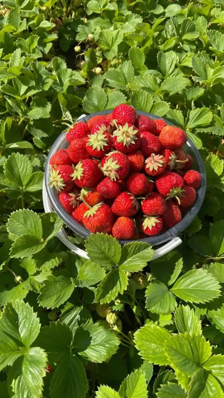 Клубника свежая без удобрений - Продукты (Барахолка) в Самара