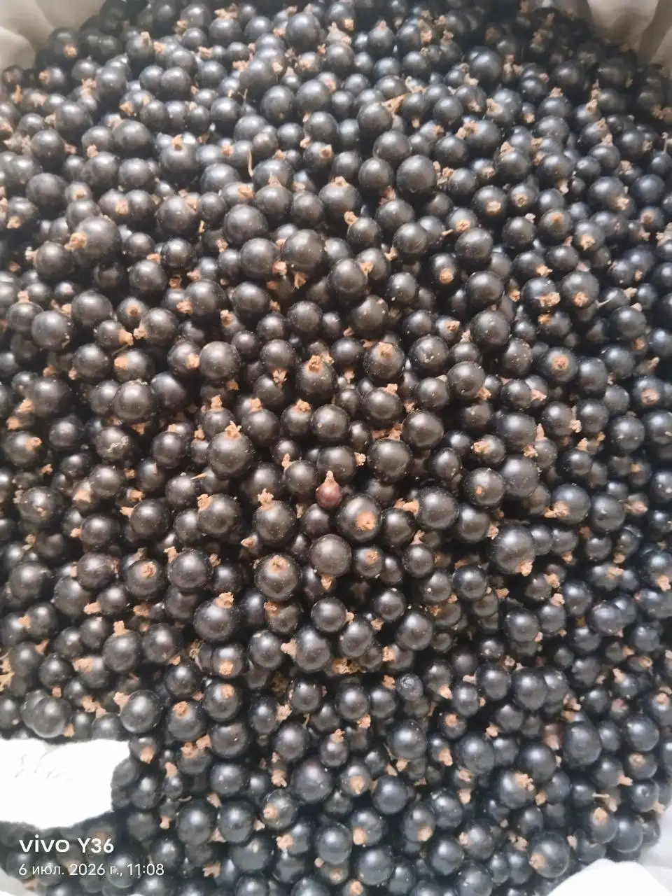 Продажа чёрной смородины с участка - Продукты питания (Барахолка) в Самара