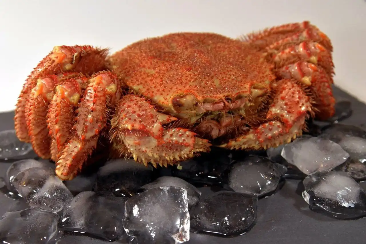 Продажа свежих крабов волосатиков