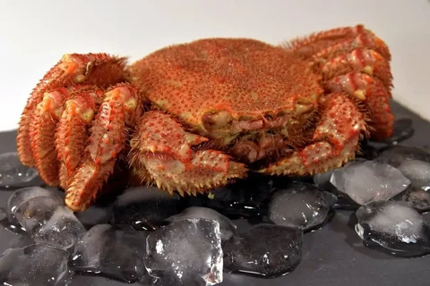 Продажа свежих крабов волосатиков - частное объявление в Самара