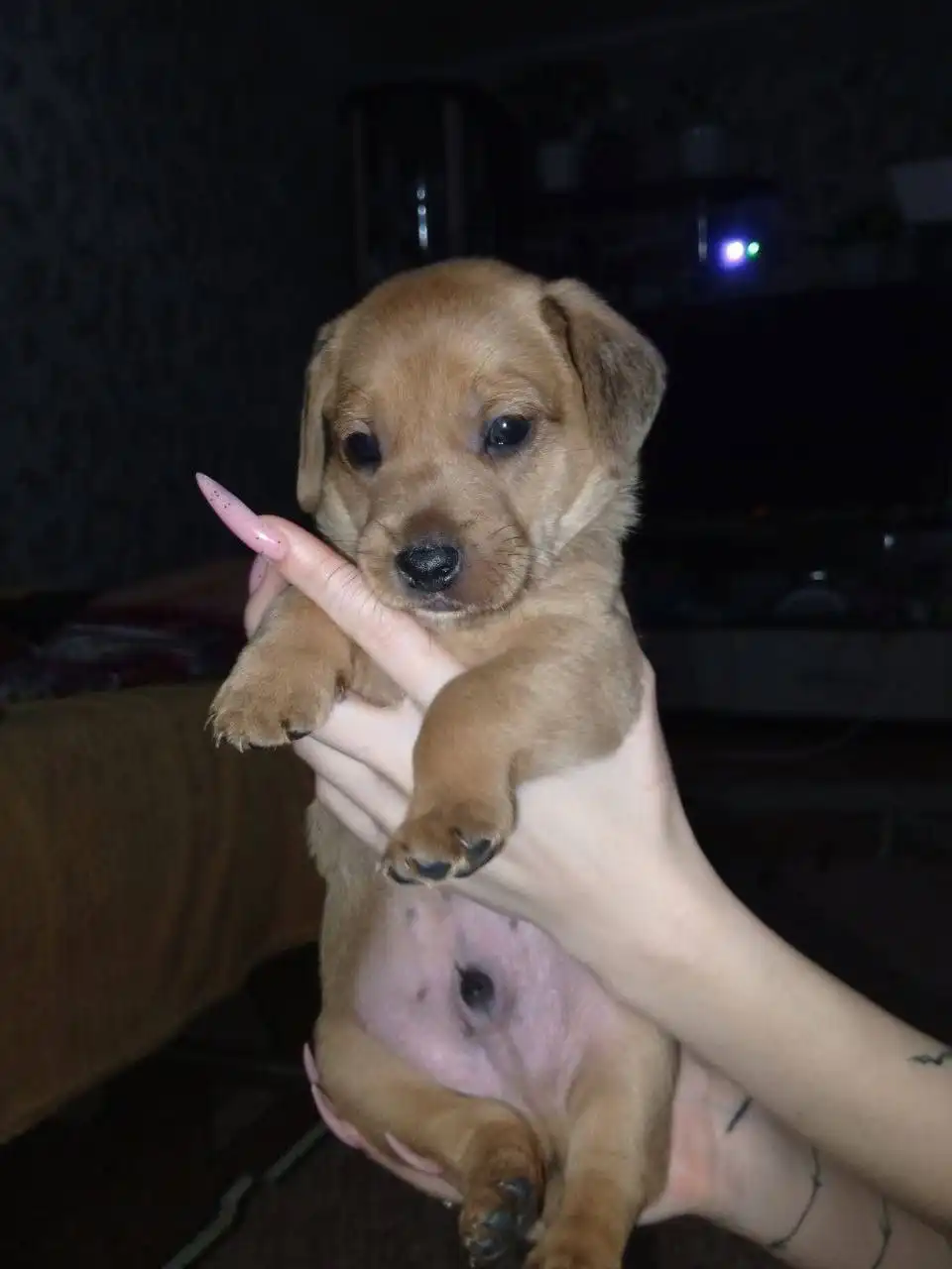 Пристройство щенков в Кинель-Черкассах