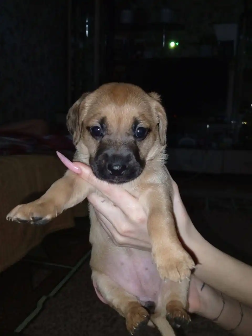 Пристройство щенков в Кинель-Черкассах