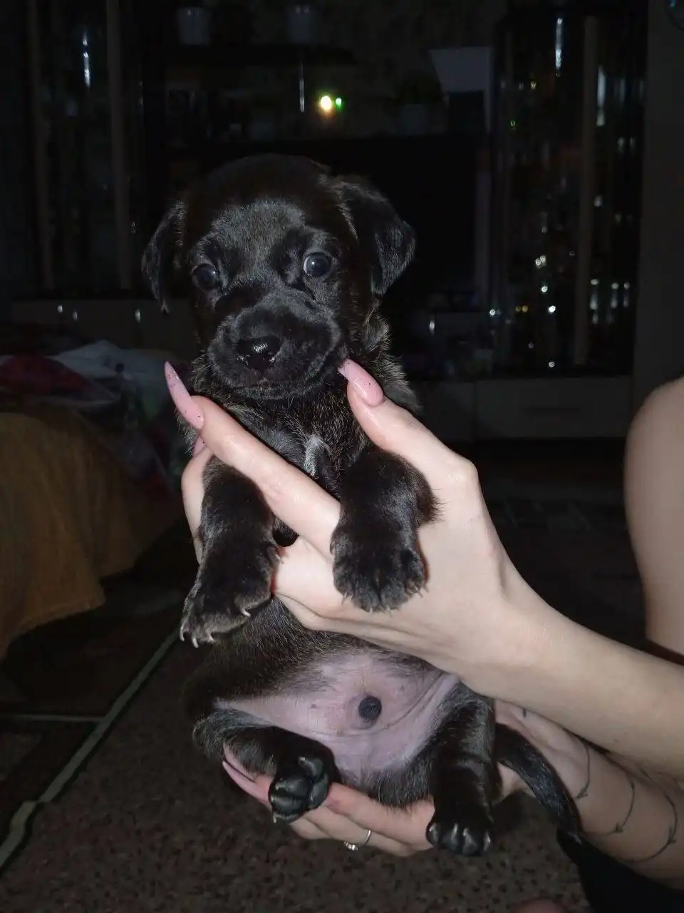 Пристройство щенков в Кинель-Черкассах