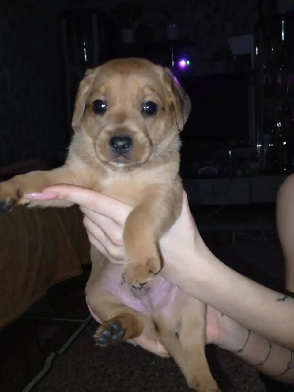 Пристройство щенков в Кинель-Черкассах