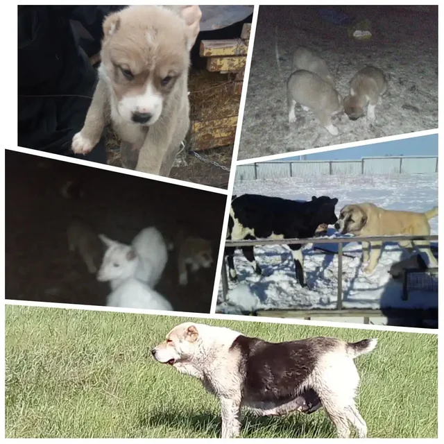 Продаются щенки САО для работы с сельхоз животными - частное объявление в Новокуйбышевск