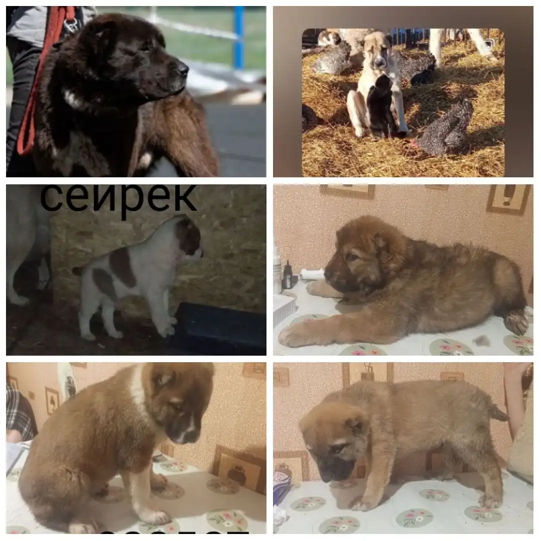 Продаются щенки САО для работы с сельхоз животными