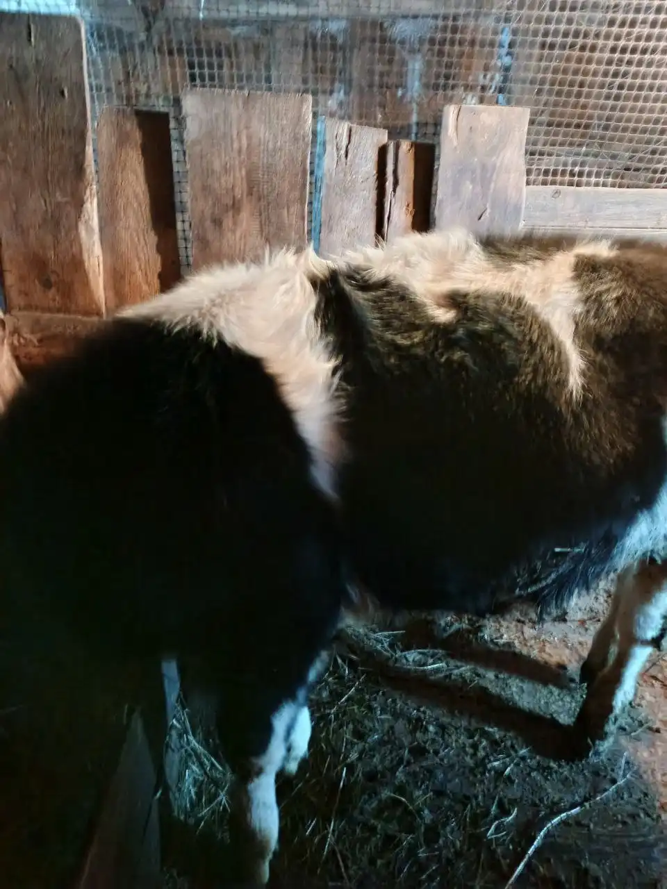 Продаётся бык 8 месяцев