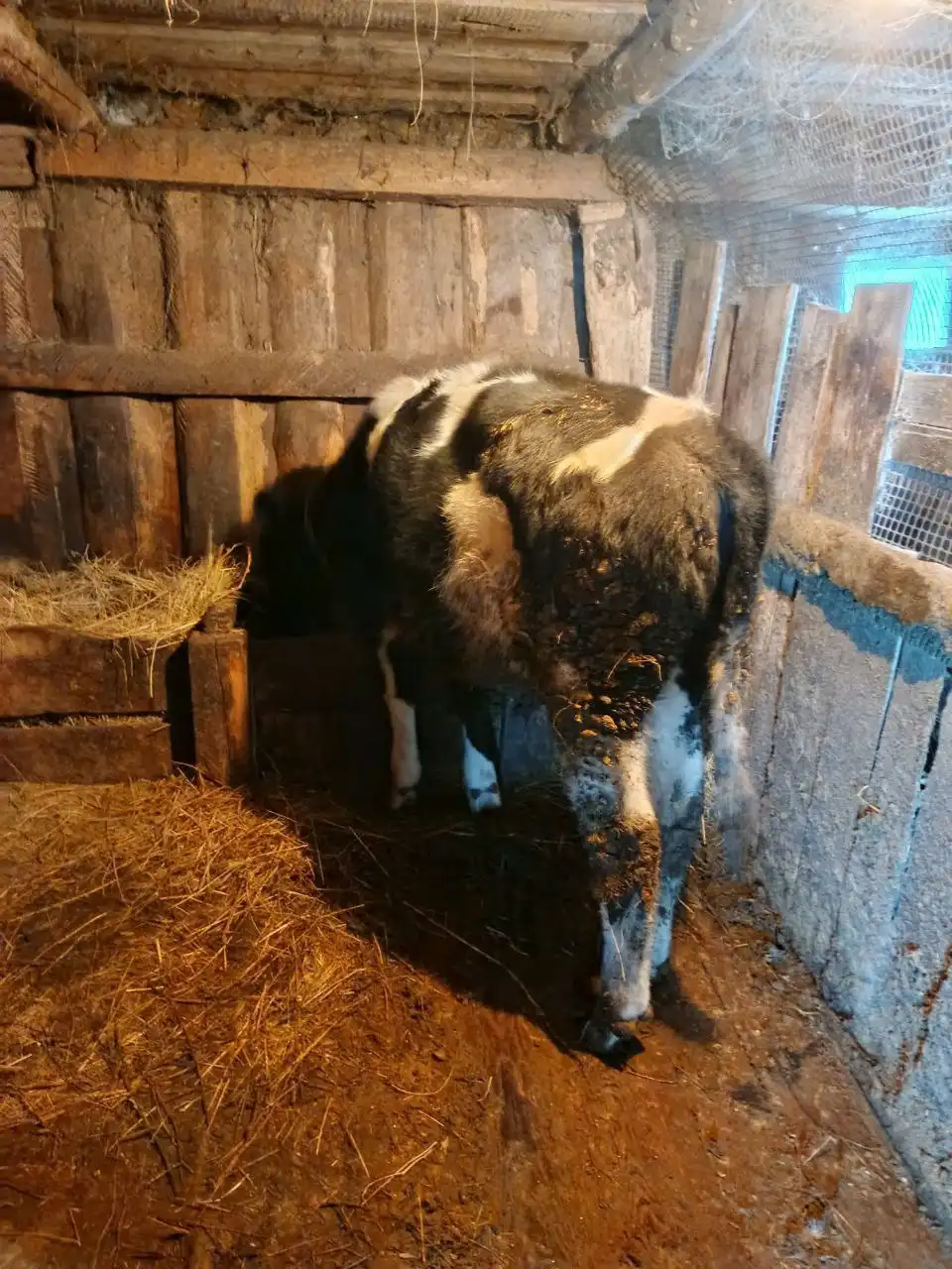 Продаётся бык 8 месяцев