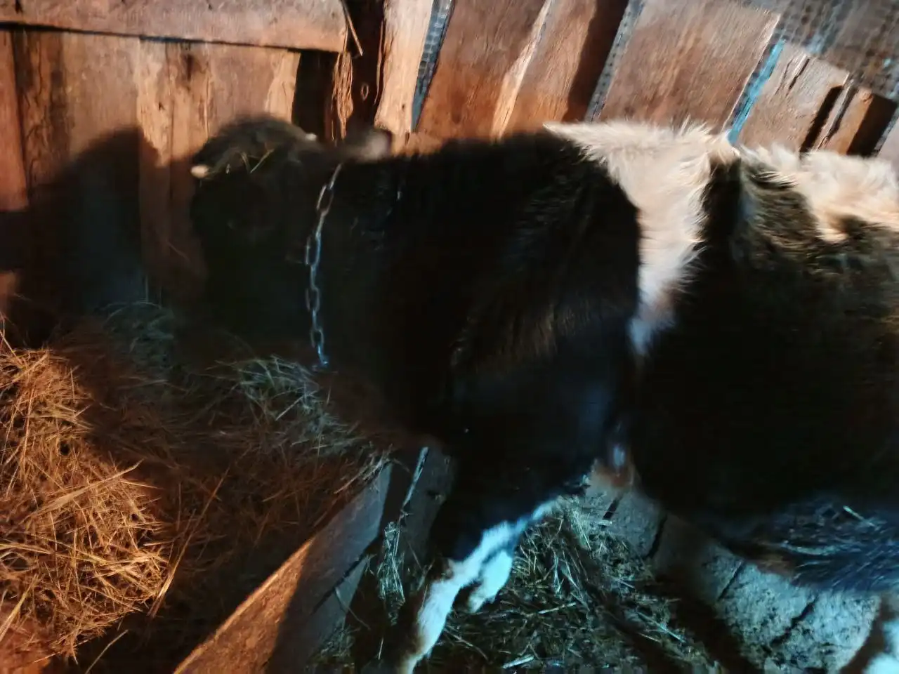 Продаётся бык 8 месяцев