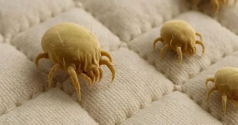 Чистка диванов от пылевых клещей экстрактором в Москве - Химчистка/Уборка в Москва