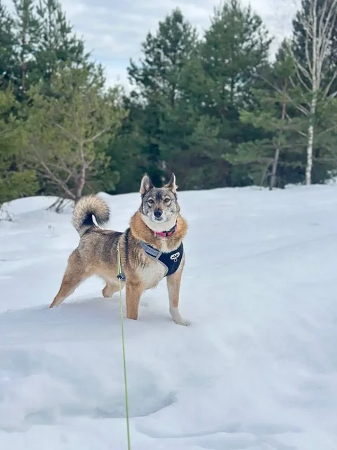 Срочно нужен дом для собаки Булки - Ветеринарные препараты в Москва