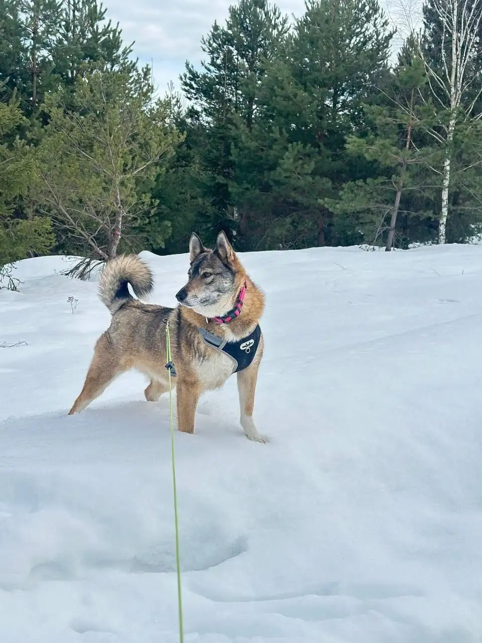 Срочно нужен дом для собаки Булки - Собаки (Животные) в Москва