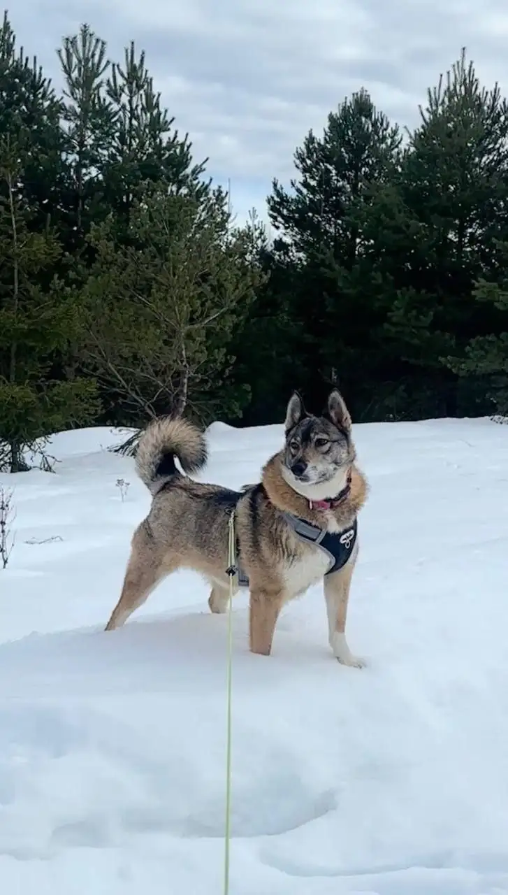 Срочно нужен дом для собаки Булки - Собаки (Животные) в Москва