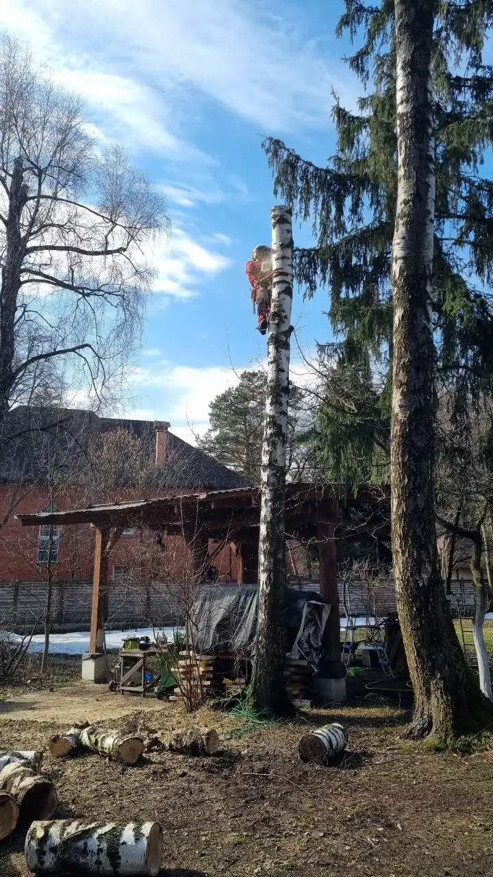 Услуги промышленного альпиниста и арбориста в Москве - Промышленный альпинизм (Услуги) в Москва