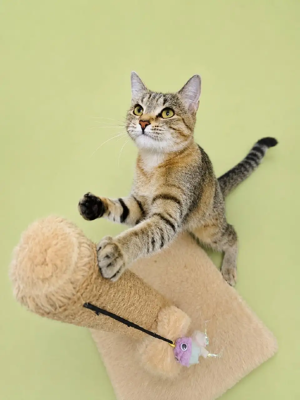 Отдам кошку Элечку в добрые руки - Кошки (Животные) в Москва