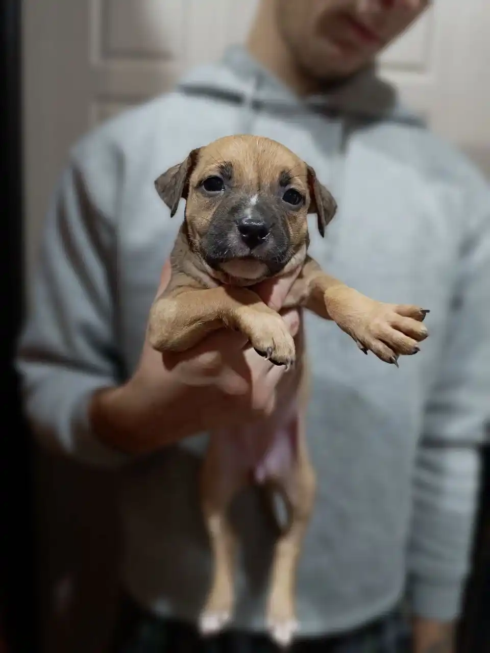 Щенок питбуля