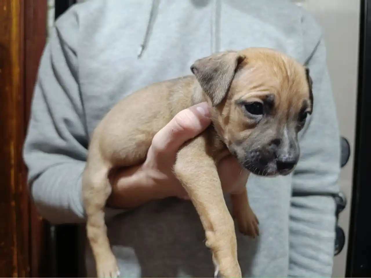 Щенок питбуля