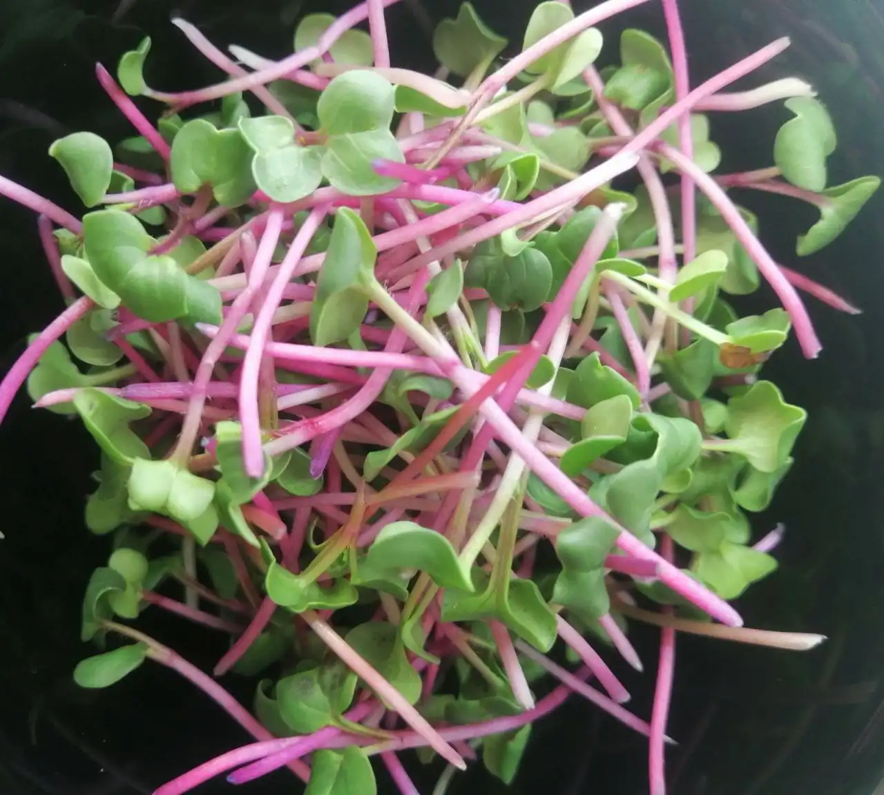 Зелёные ростки для здоровья