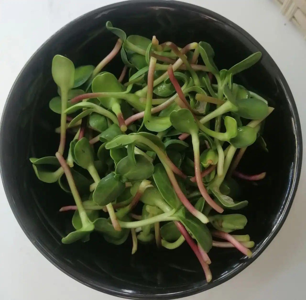 Зелёные ростки для здоровья