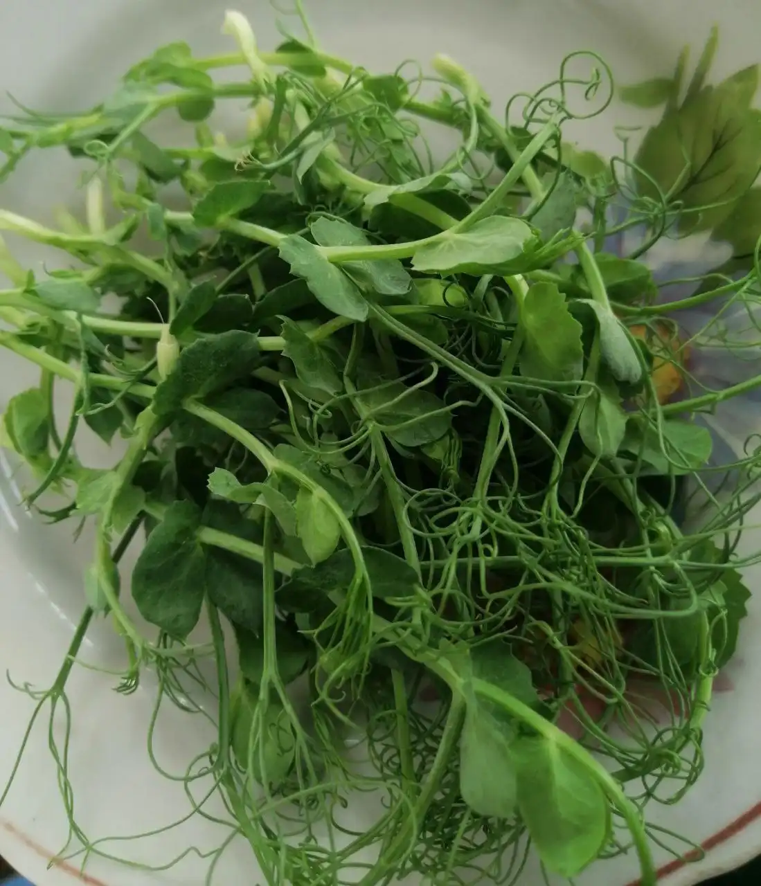 Зелёные ростки для здоровья