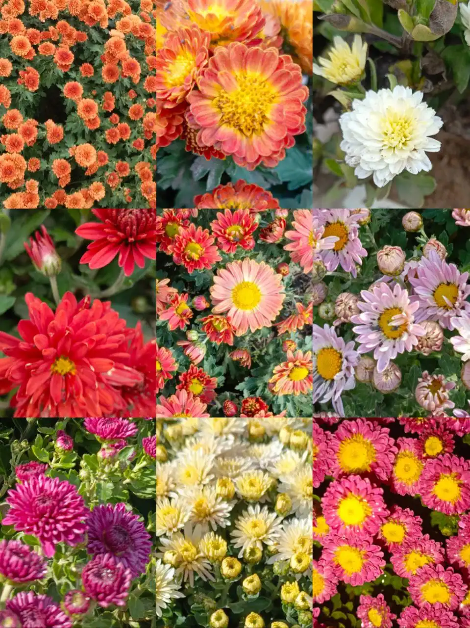 Черенки хризантемы мультифлоры и цветущие кусты