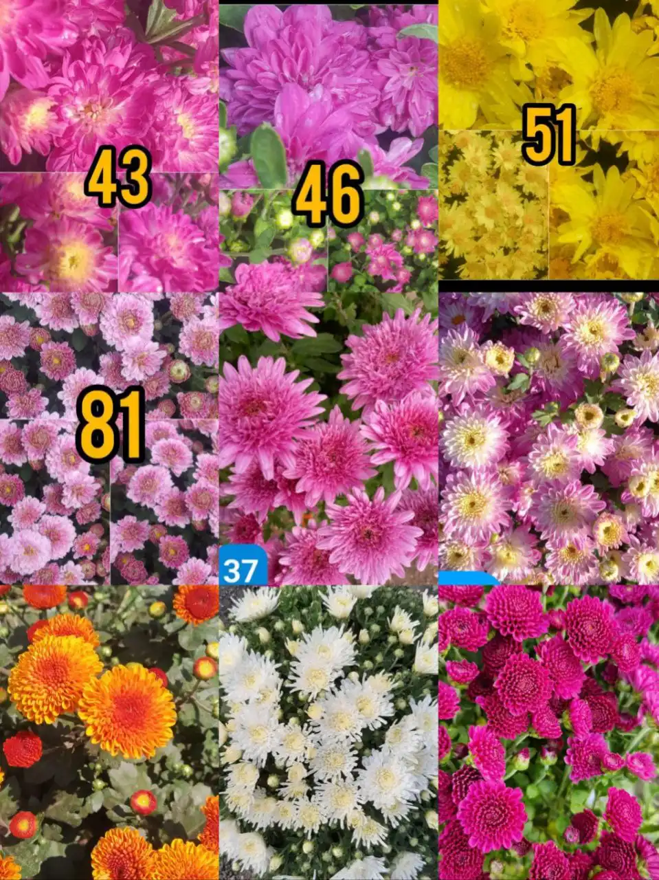 Черенки хризантемы мультифлоры и цветущие кусты