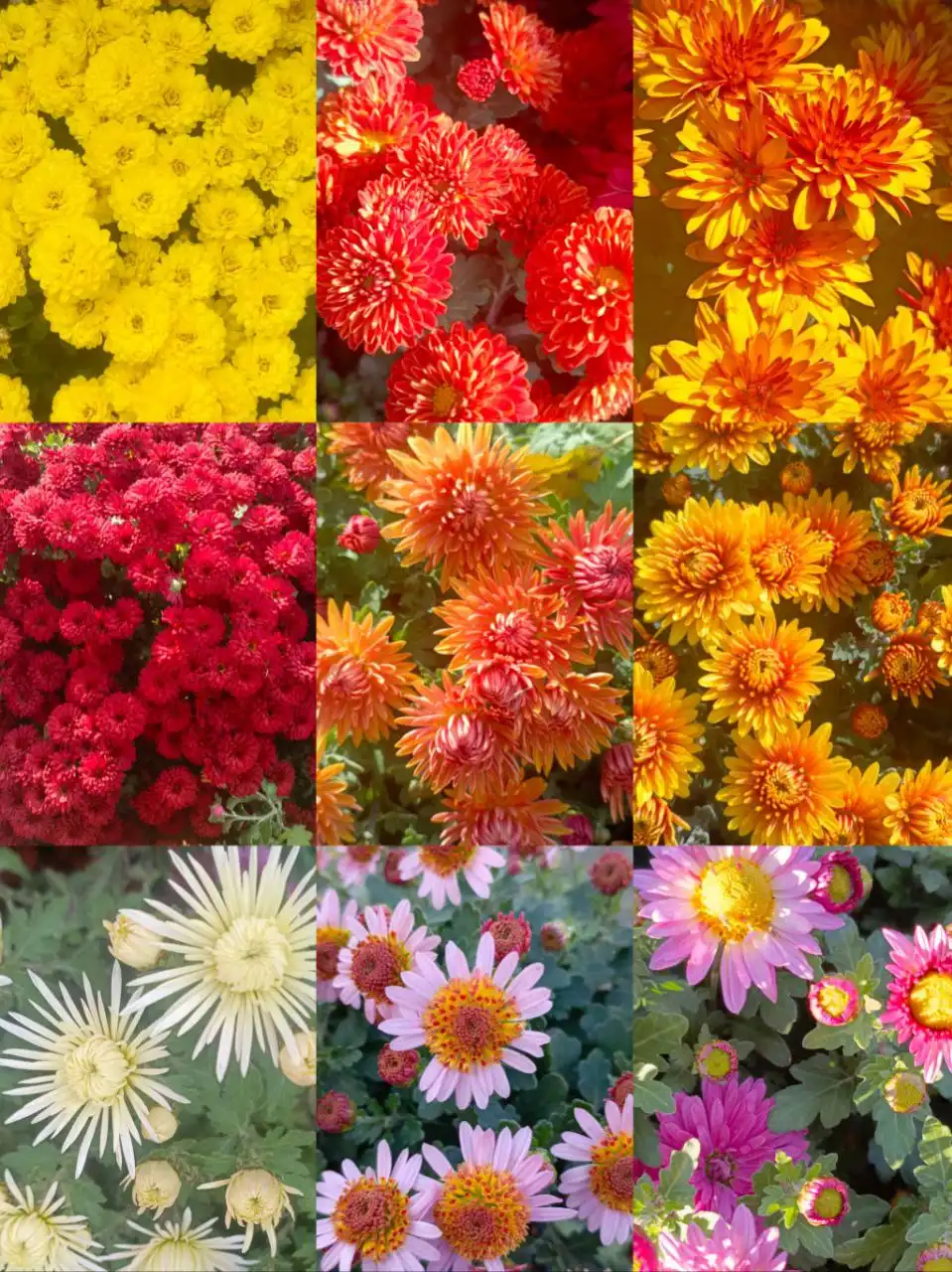 Черенки хризантемы мультифлоры и цветущие кусты