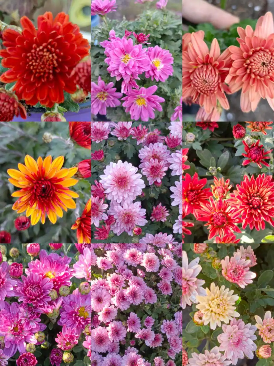 Черенки хризантемы мультифлоры и цветущие кусты