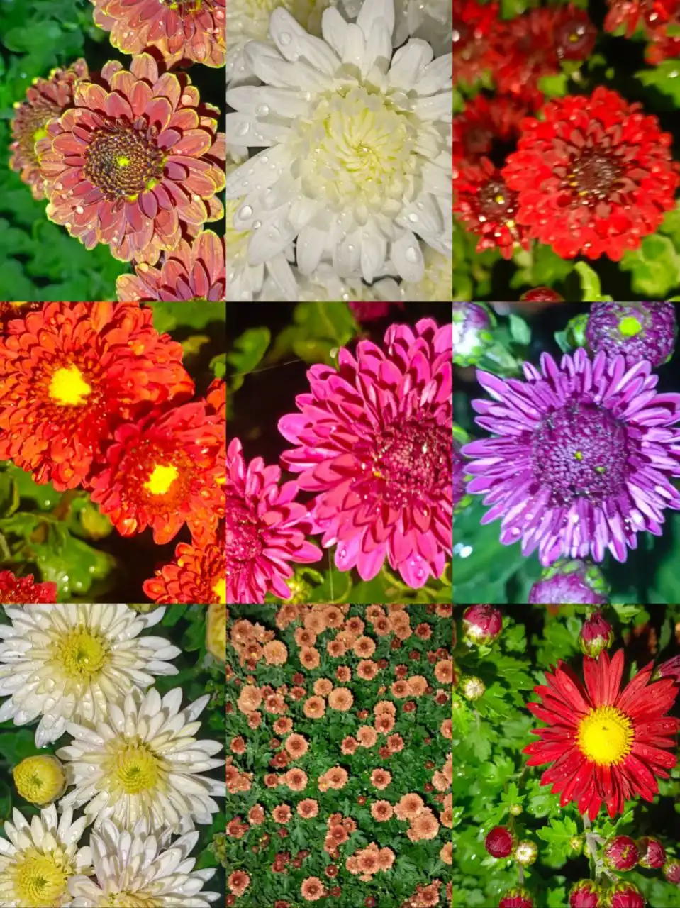 Черенки хризантемы мультифлоры и цветущие кусты