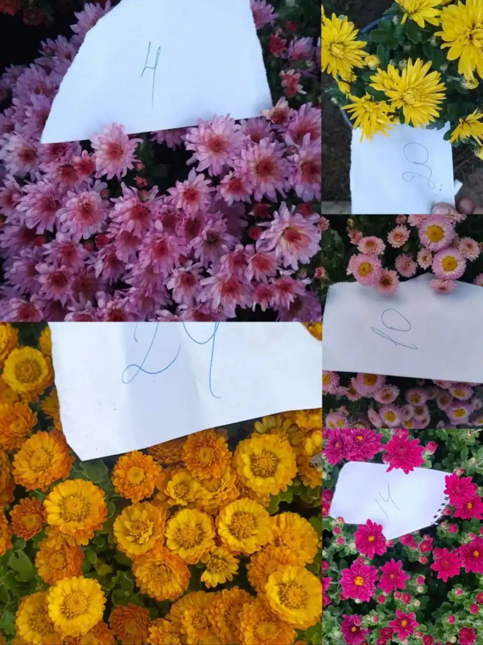 Черенки хризантемы мультифлоры и цветущие кусты