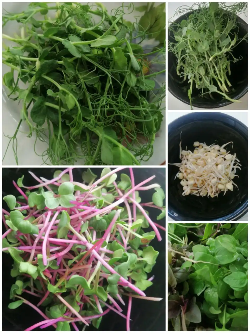 Продажа зеленых ростков для здоровья