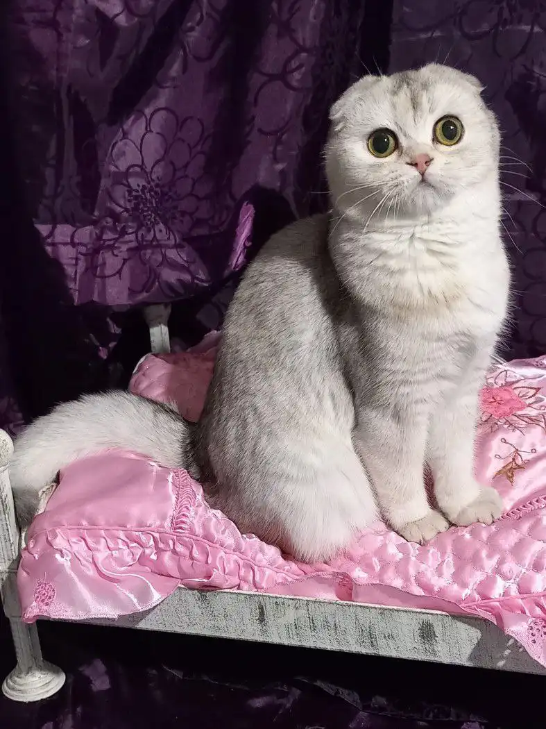 Продажа шотландского котенка 5 месяцев