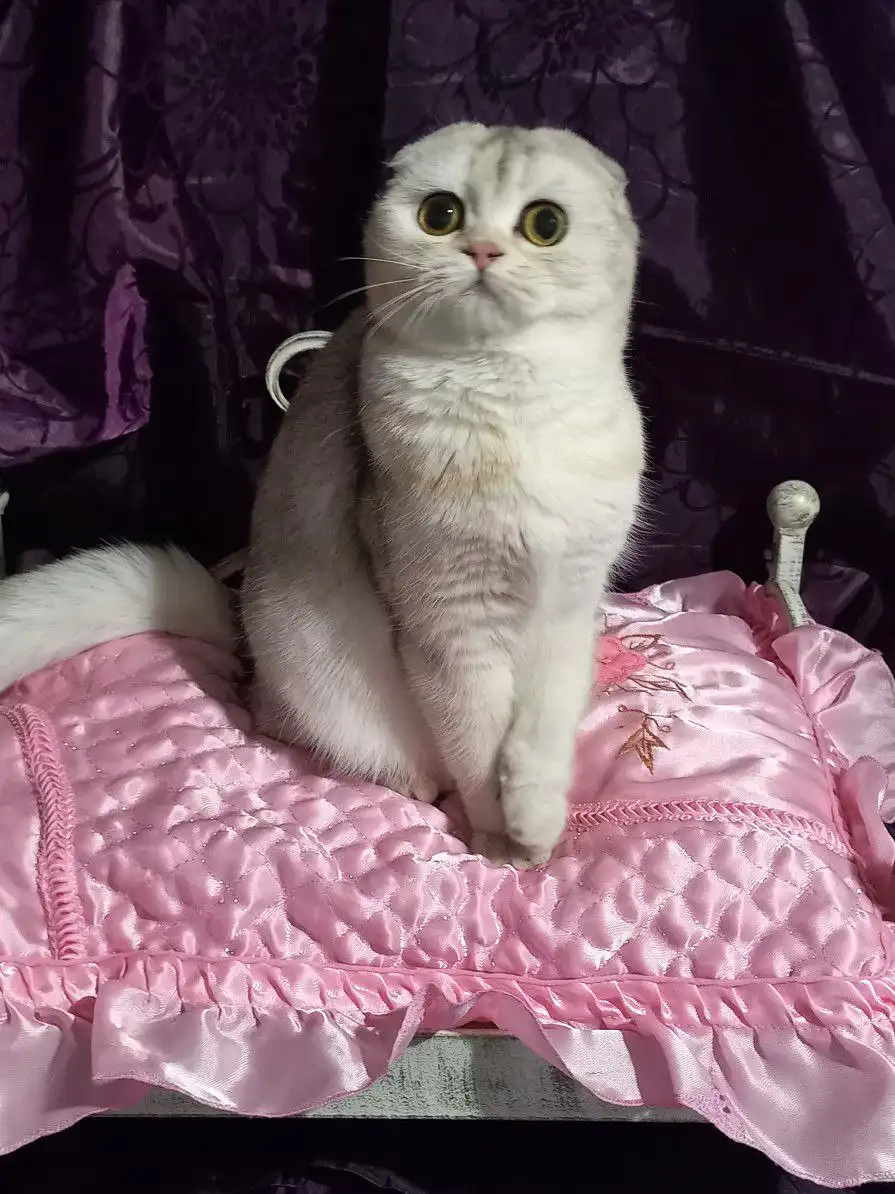 Продажа шотландского котенка 5 месяцев