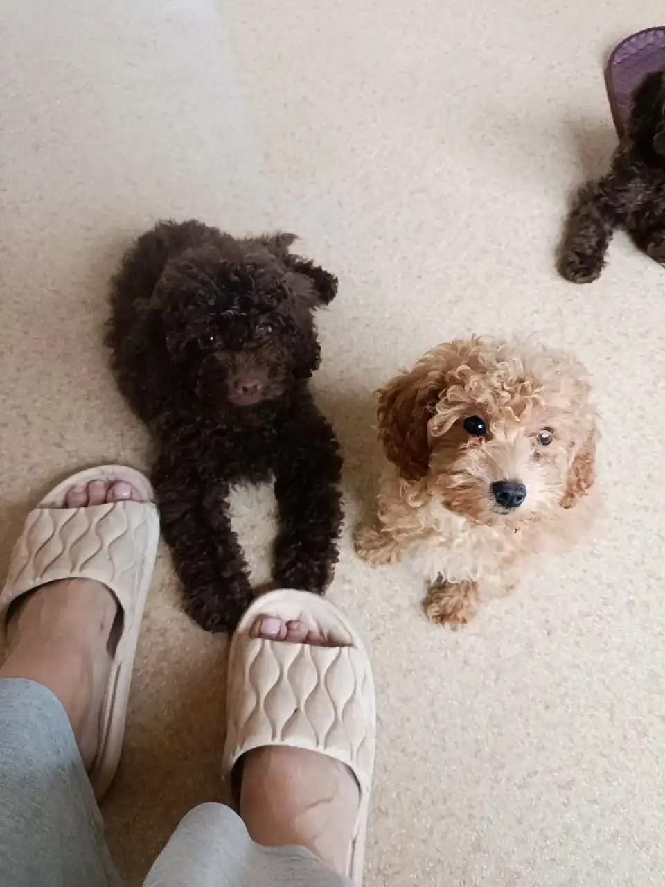 Продаются щенки той-пуделя