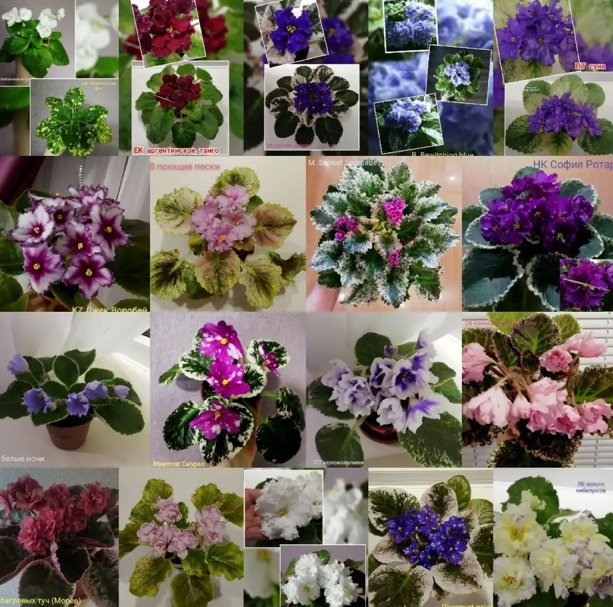 Сортовые фиалки в наличии