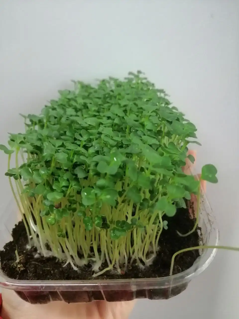 Свежая руккола на срез - Продукты питания (Хобби и отдых) в Ростов-на-Дону