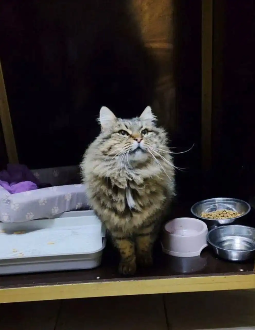 Ласковая кошечка Алиса ищет семью - Кошки (Животные) в Ростов-на-Дону