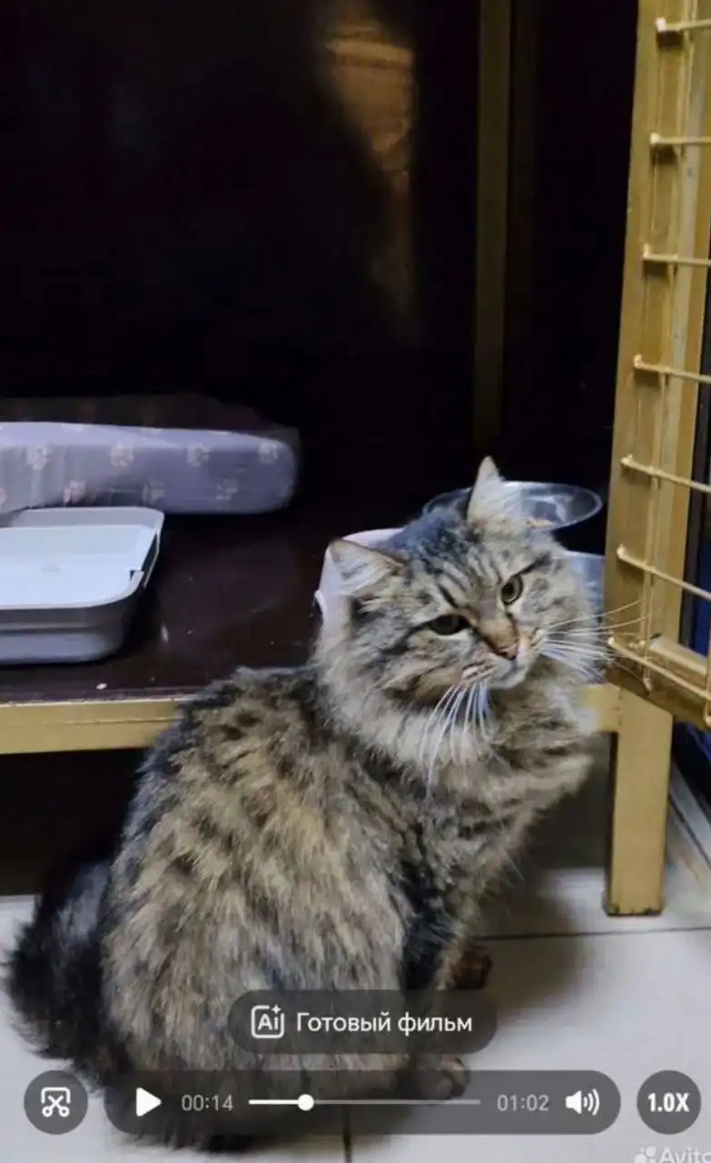 Ласковая кошечка Алиса ищет семью - Кошки (Животные) в Ростов-на-Дону