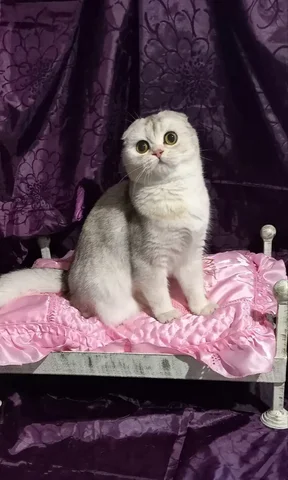 Розыскные работы - мамочка, ты где? - частное объявление в Ростов-на-дону