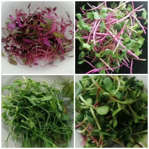 Продажа зеленых ростков для здорового питания - Хобби и отдых в Ростов-на-Дону