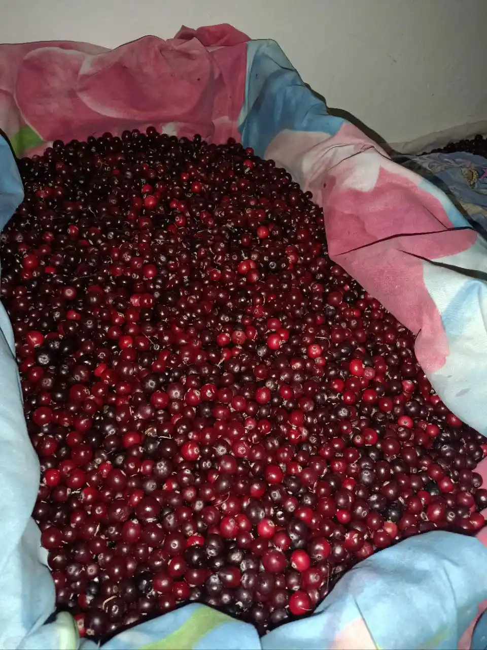 Свежесобранная клюква