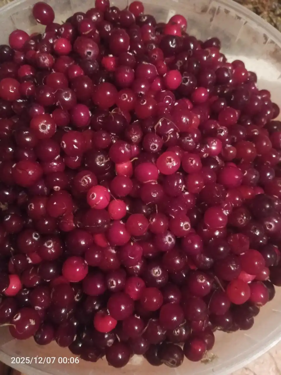 Продажа свежей клюквы