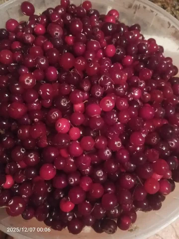 Продажа свежей клюквы - Для дома и дачи в Чебоксары