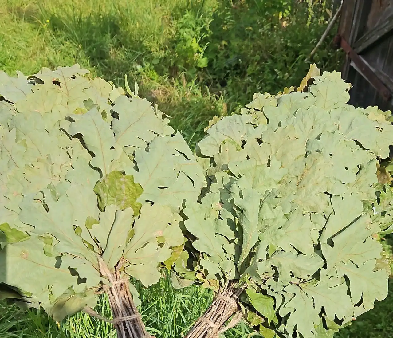 Продажа дубовых веников и липового меда