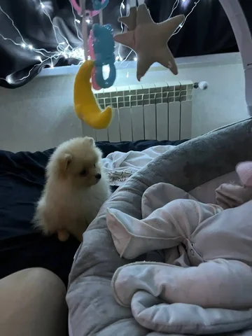 Продажа милого Шпица в Чебоксарах - частное объявление в Чебоксары