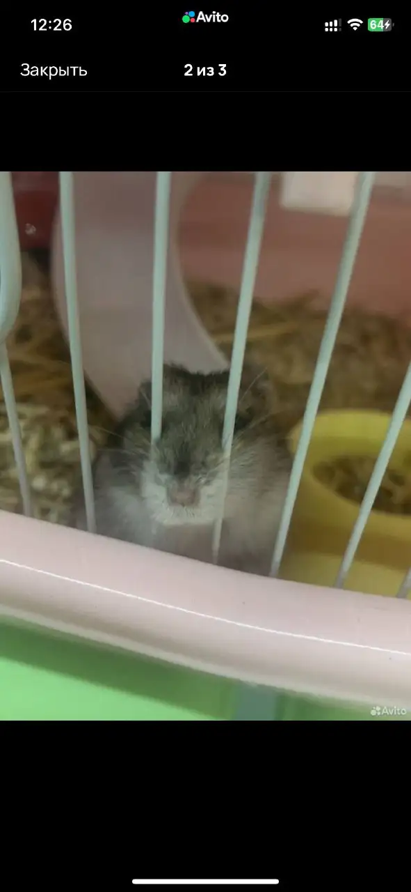 Клетка для хомяков с хомяком и аксессуарами - Хомяки и грызуны (Животные) в Чебоксары