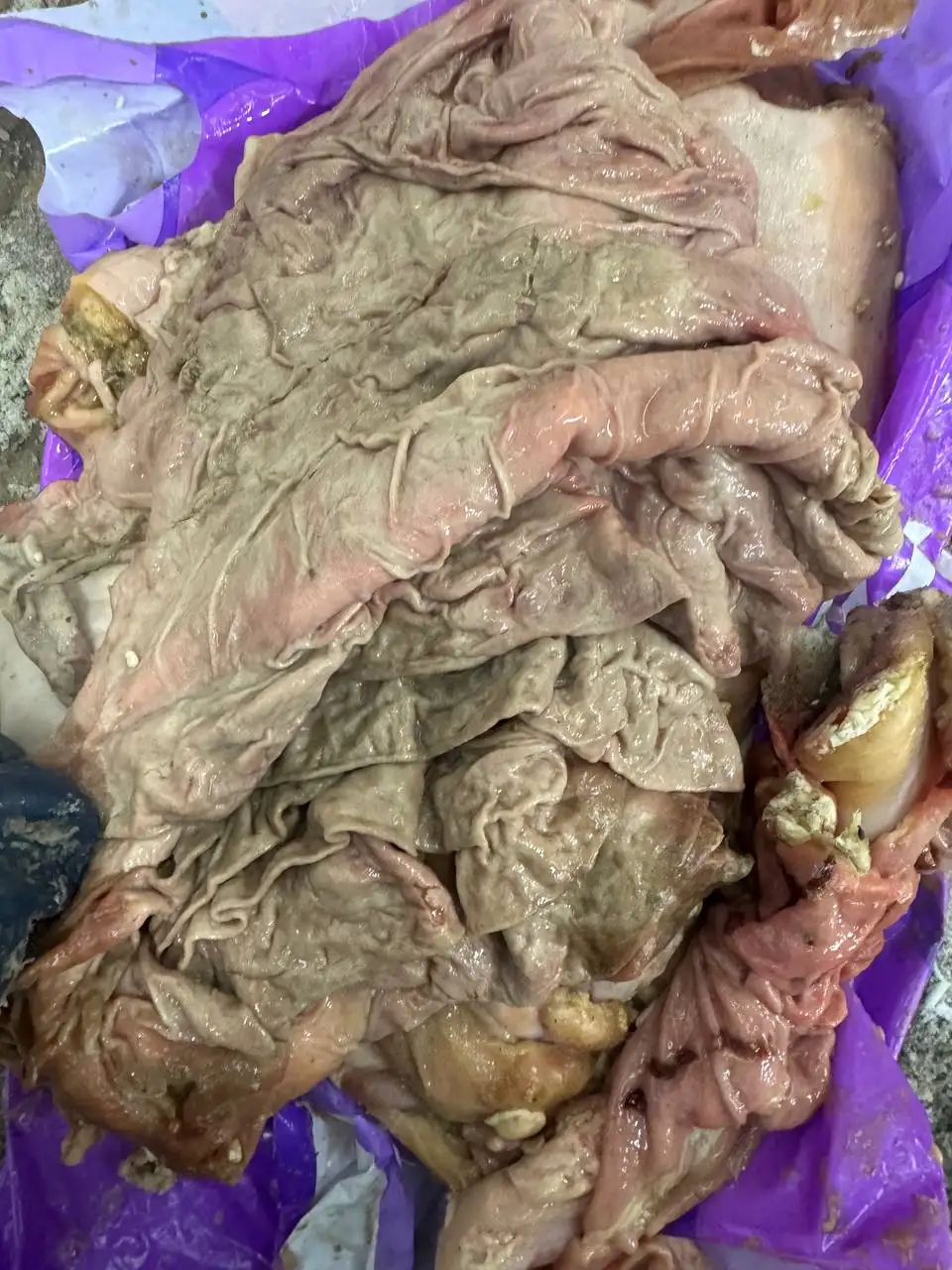 Субпродукты для питомцев в Канаше - Продукты питания для животных (Барахолка) в Канаш