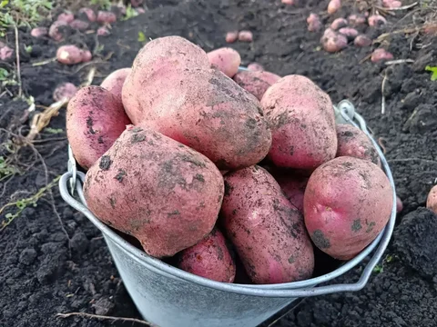Продажа домашнего картофеля - Разбор в Чебоксары