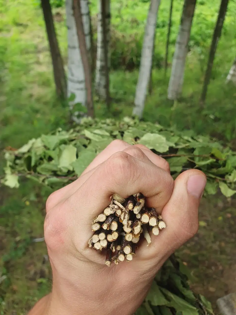 Продажа берёзовых веников - Барахолка в Чебоксары